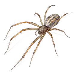 Imagen PNG para descargar